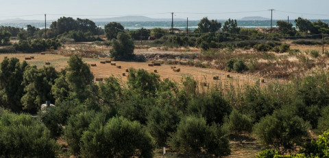 IPHIMEDEIA APARTMENTS & SUITES - NAXOS TOWN AREA image 6